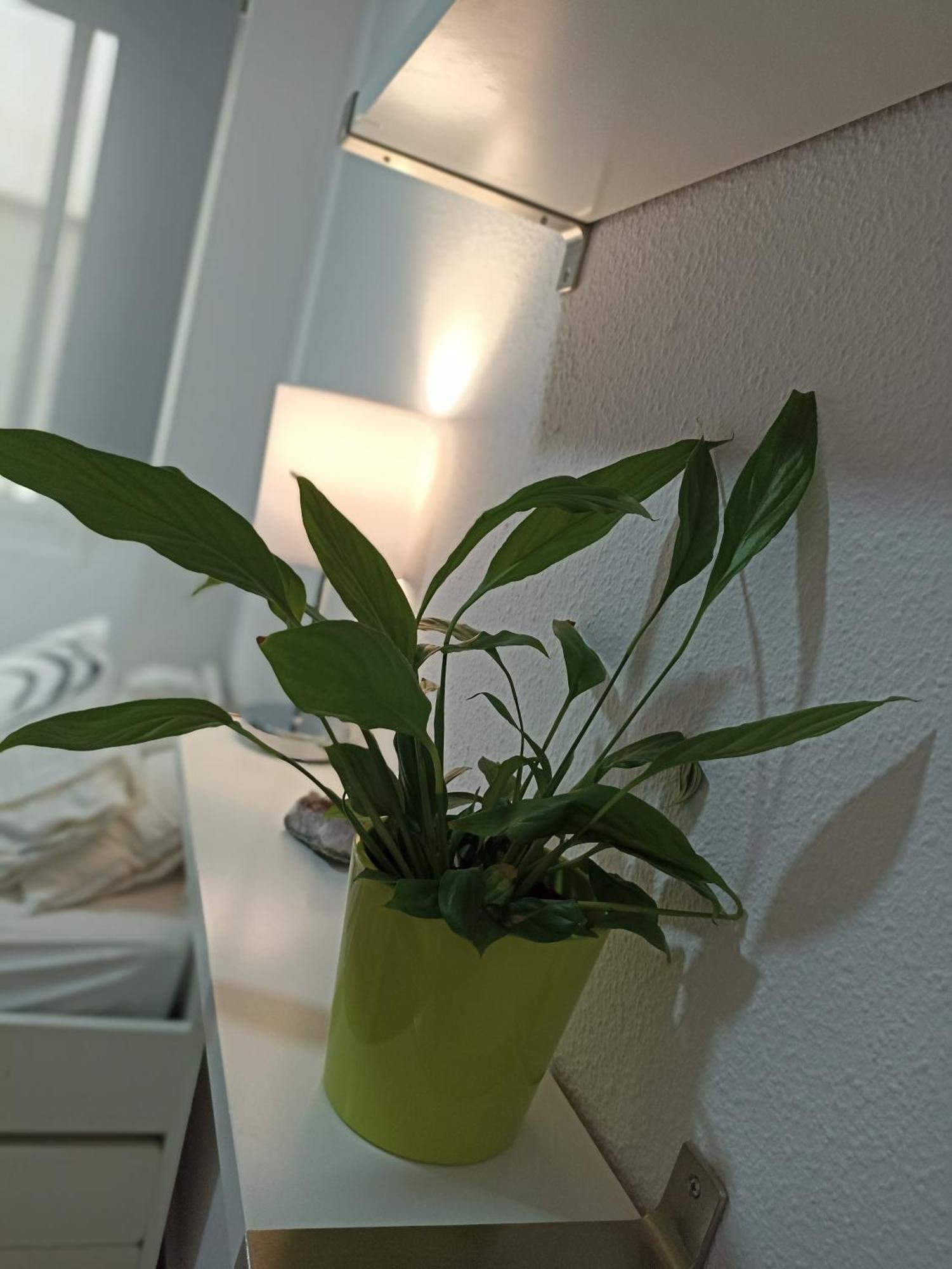 Apartmán Confortable Habitacion Centrica En Piso Privado Màlaga Exteriér fotografie